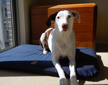 Harley on a Large Navy Blue H-Bed