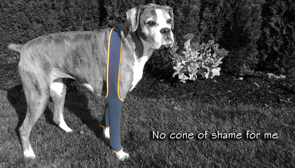 H4Legs brand H-Leggings on a large size dog