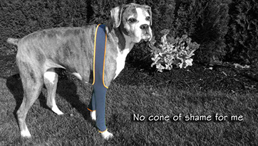H4Legs brand H-Leggings on a large size dog